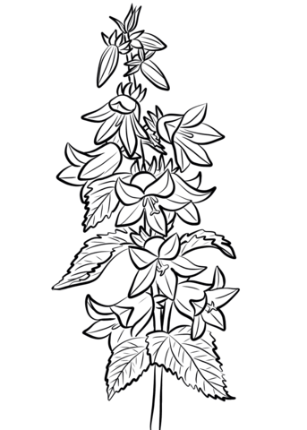 Nettle Leaved Bellflower Coloring Page